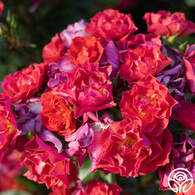 Rose - Cinco de Mayo