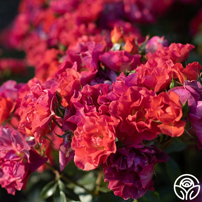 Rose - Cinco de Mayo