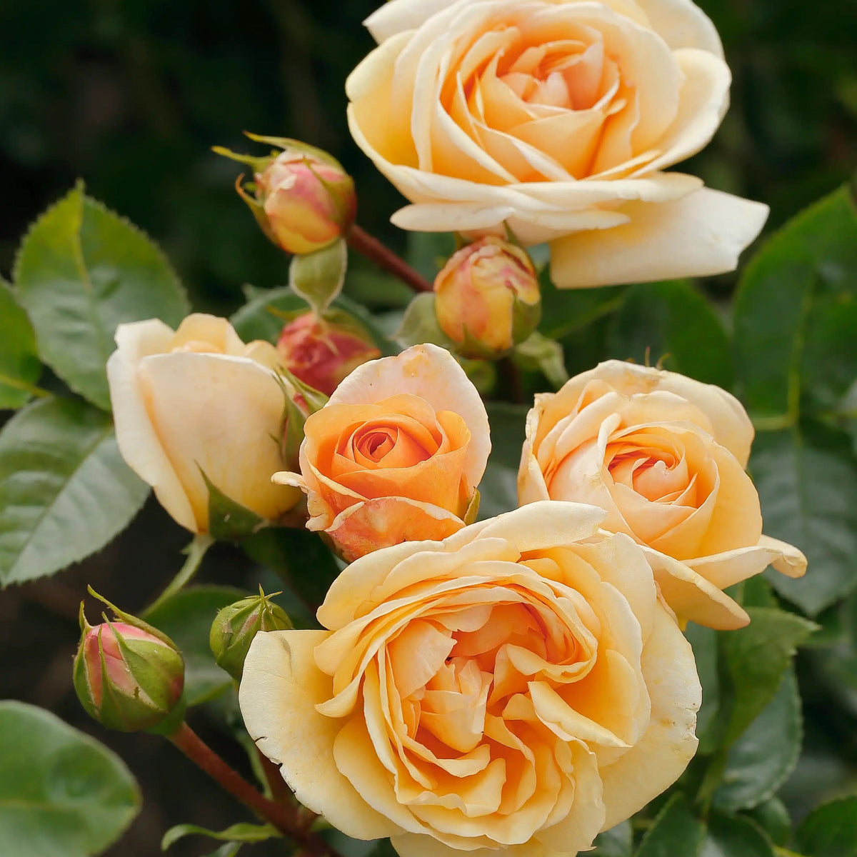 Rose - Circle of Life