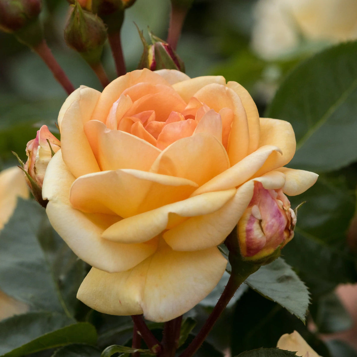 Rose - Circle of Life