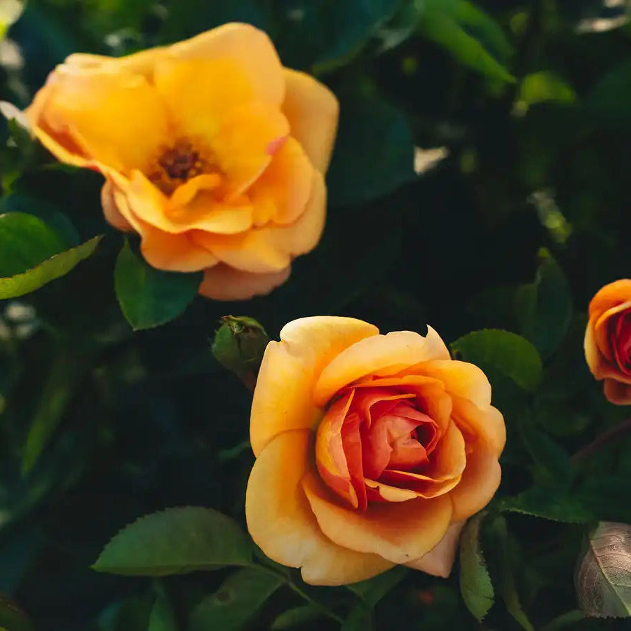 Rose - Circle of Life