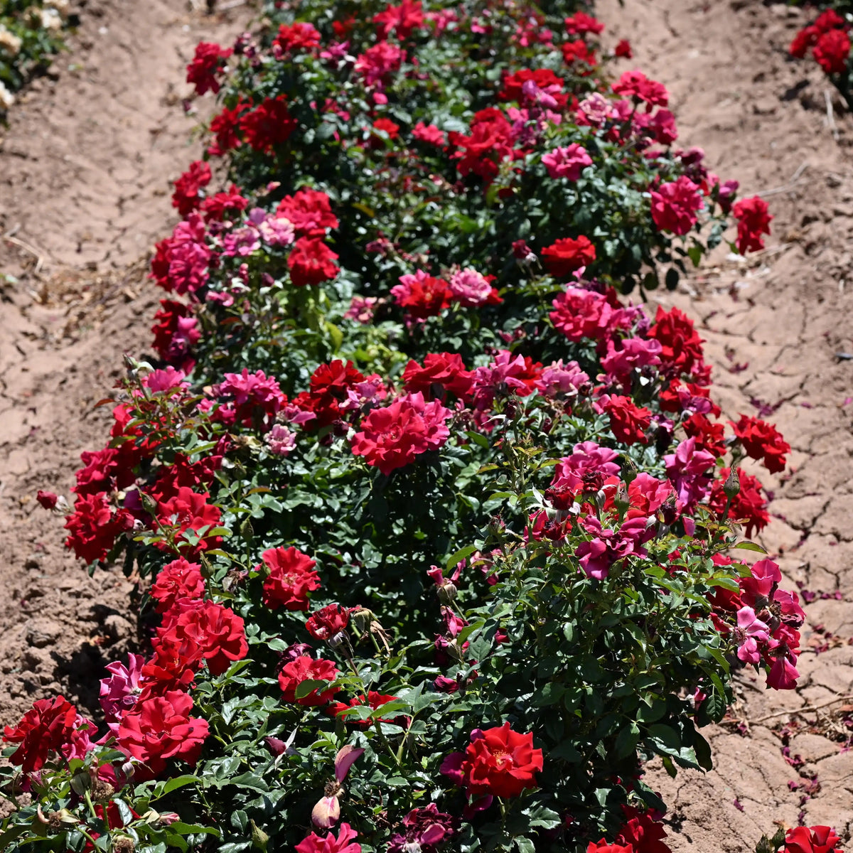 Rose - City of San Francisco