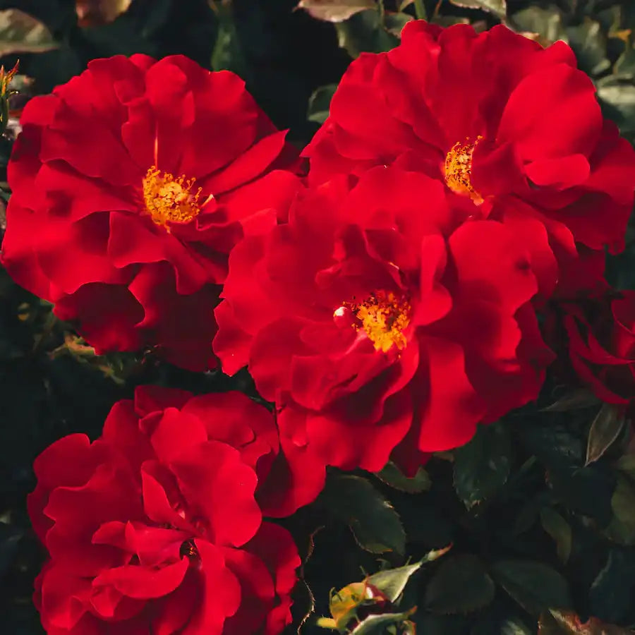 Rose - City of San Francisco
