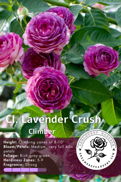 climbing lavender plant Rose - Climbing