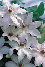 Load image into Gallery viewer, Clematis &#39;Clair de lune™ ‘Evirin’ (N) - 7 inch flowers!
