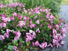 Load image into Gallery viewer, Clematis &#39;Alionushka&#39; - AKA ‘Aljenushka’ ‘Alyonushka’, ‘Aljonushka’; integrifolia ‘Aljonushka
