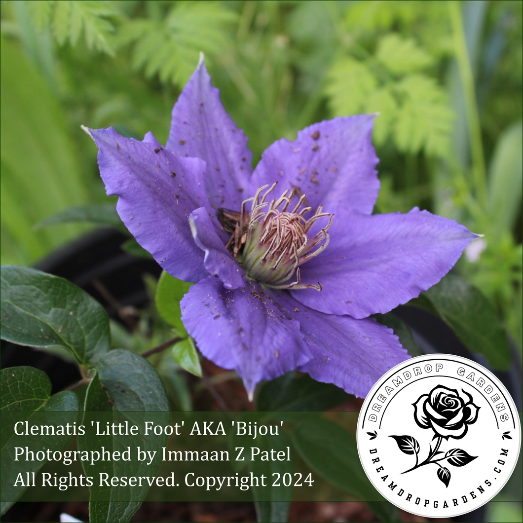 Clematis - Little Foot - Groundcover