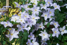 Load image into Gallery viewer, Clematis &#39;Blue Angel&#39; - Great as Cut Flower
