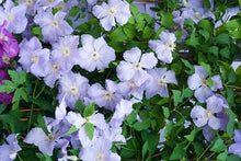 Load image into Gallery viewer, Clematis &#39;Blue Angel&#39; - Great as Cut Flower
