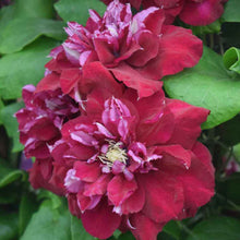 Load image into Gallery viewer, Clematis - Snow White in Red Wedding Dress
