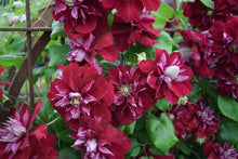 Load image into Gallery viewer, Clematis - Snow White in Red Wedding Dress
