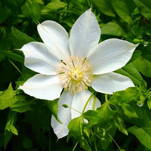 Load image into Gallery viewer, Creamy White Clematis Vine
