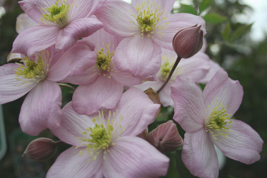 Clematis 'Montana Mayleen' - Fragrant