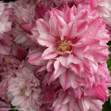 Load image into Gallery viewer, Clematis &#39;Pafar&#39; AKA Patricia Ann Fretwell - Multi-Bloom Pink
