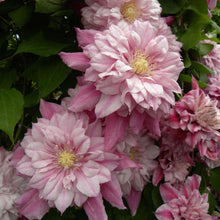 Load image into Gallery viewer, Clematis &#39;Pafar&#39; AKA Patricia Ann Fretwell - Multi-Bloom Pink
