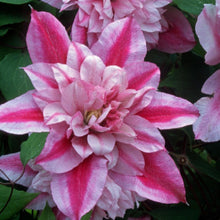 Load image into Gallery viewer, Clematis &#39;Pafar&#39; AKA Patricia Ann Fretwell - Multi-Bloom Pink
