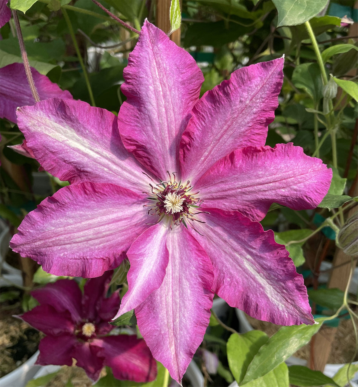 Clematis - Viva Polonia