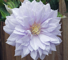 Load image into Gallery viewer, Clematis &#39;Belle of Woking&#39; - Pale Lavender Pink Double Bloom
