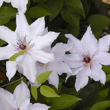 Load image into Gallery viewer, Clematis &#39;Snow White&#39; Reign - 8 inch flowers!!
