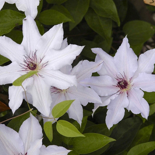 Clematis 'Snow White' Reign - 8 inch flowers!!