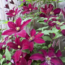 Load image into Gallery viewer, Clematis Flowering Vine &#39;Niobe&#39;
