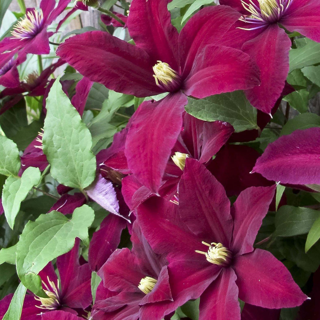 Clematis Flowering Vine 'Niobe'