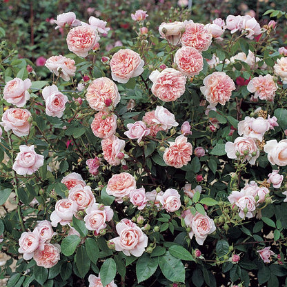Rose - Climbing - Colette