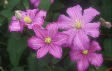 Load image into Gallery viewer, Clematis &#39;Cometesse De Bouchaud&#39;
