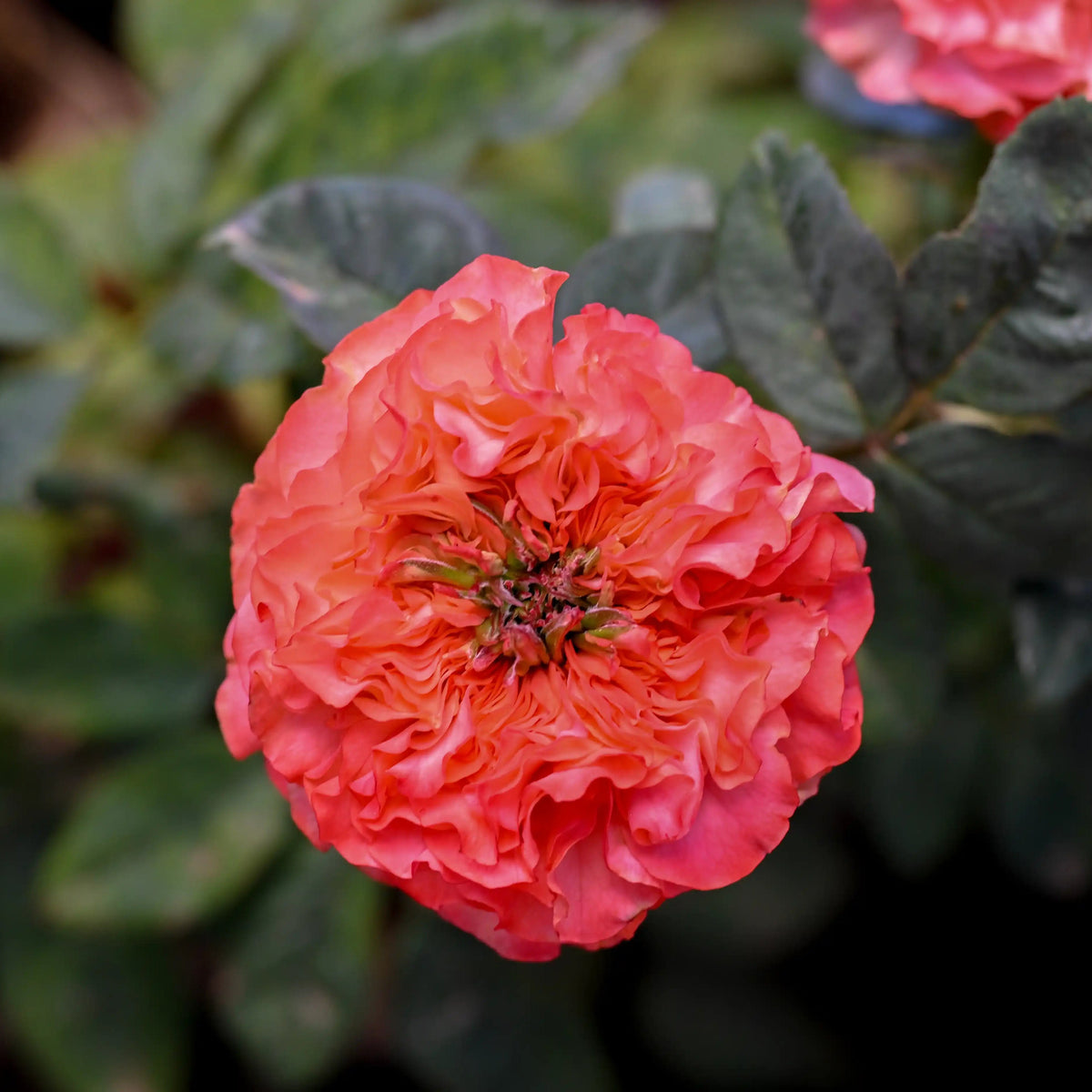 Rose - Coral Reeva