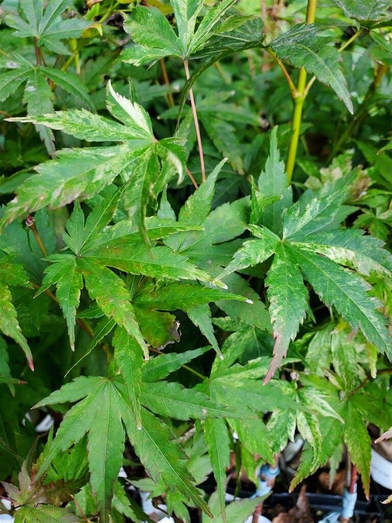 Japanese Maple - Cosmos