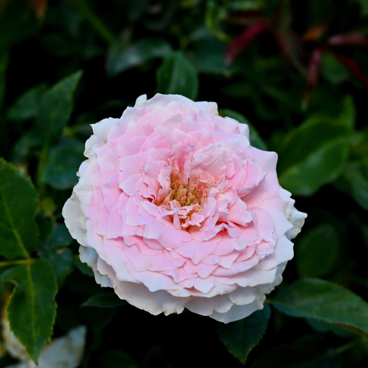 Rose - Country Spirit Peonia