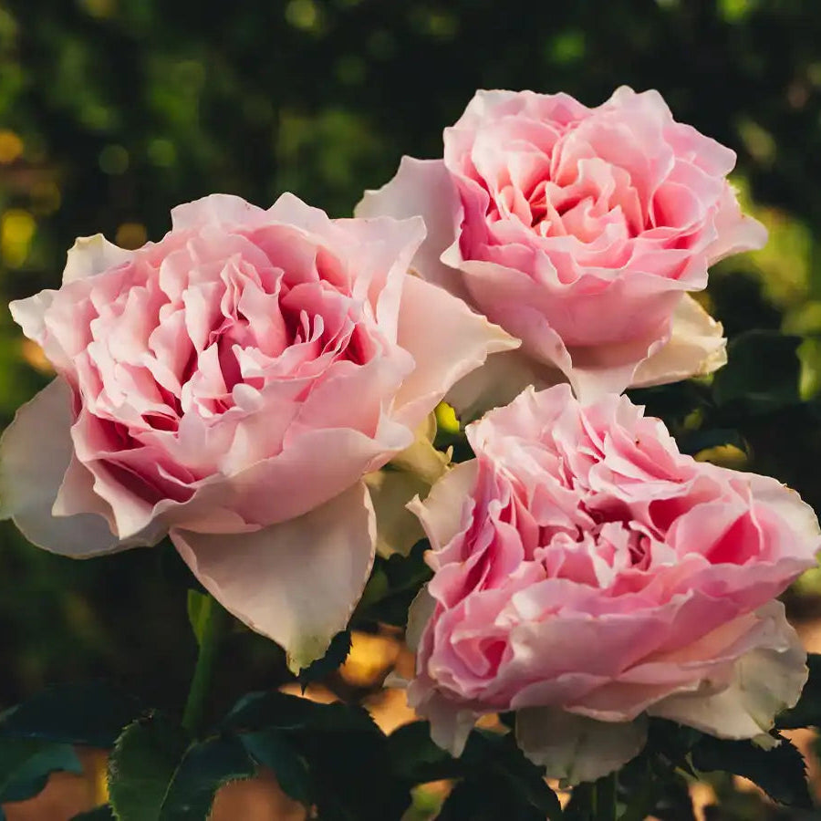 Rose - Country Spirit Peonia