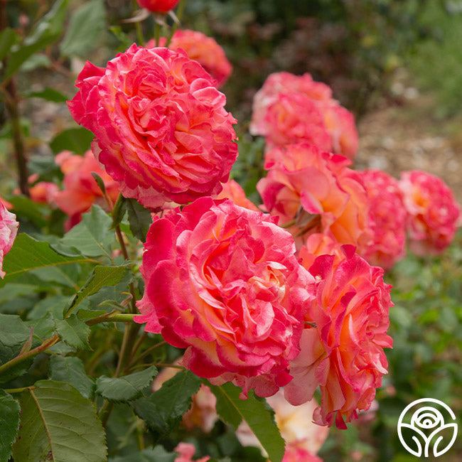 Rose - Sunbelt Crazy Love