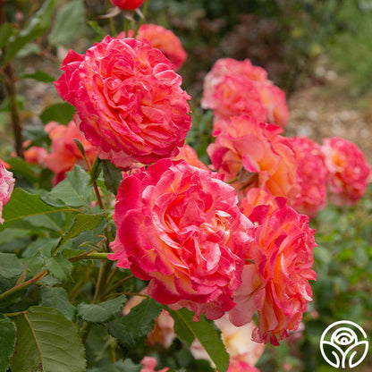 Rose - Sunbelt Crazy Love