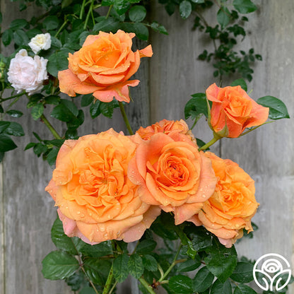 Rose - Sunbelt Crazy Love