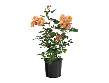 Rose - Sunbelt Crazy Love