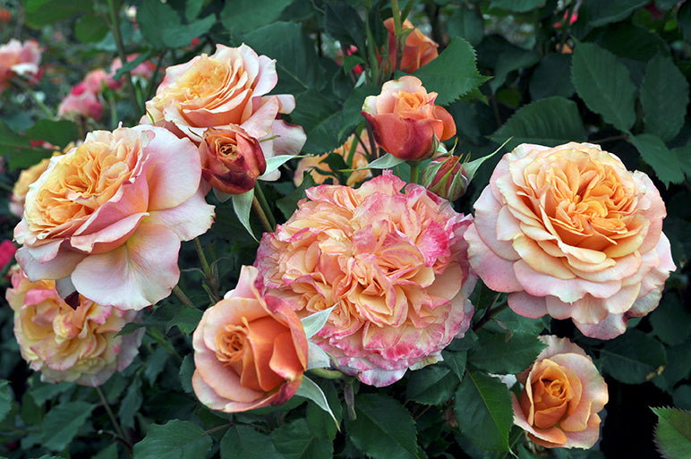 Rose - Sunbelt Crazy Love