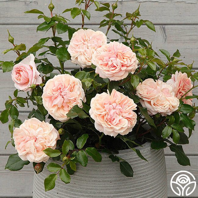 Rose - Veranda Cream