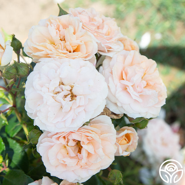 Rose - Veranda Cream