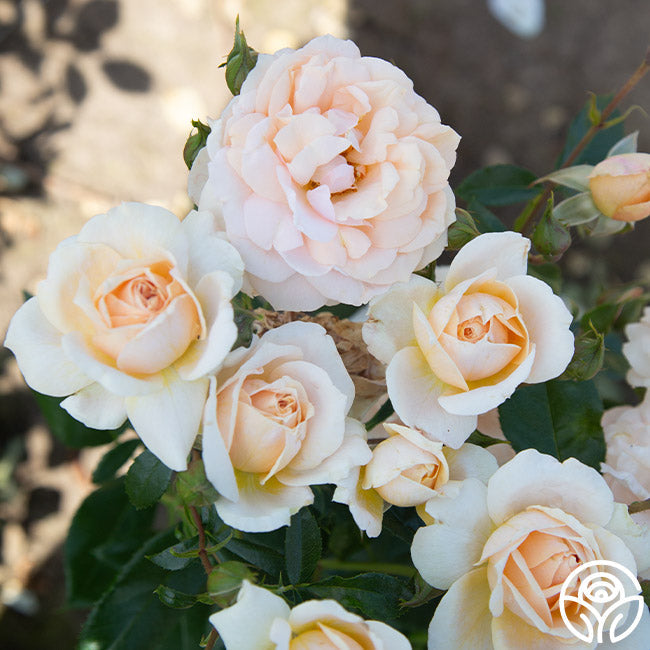 Rose - Veranda Cream