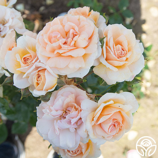 Rose - Veranda Cream