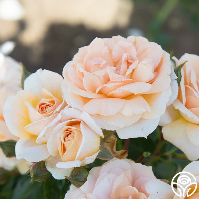 Rose - Veranda Cream