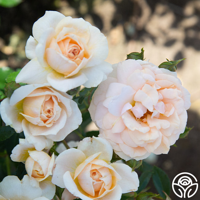 Rose - Veranda Cream