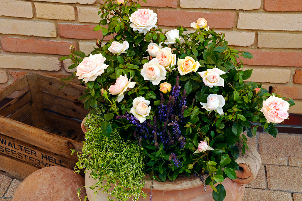 Rose - Veranda Cream