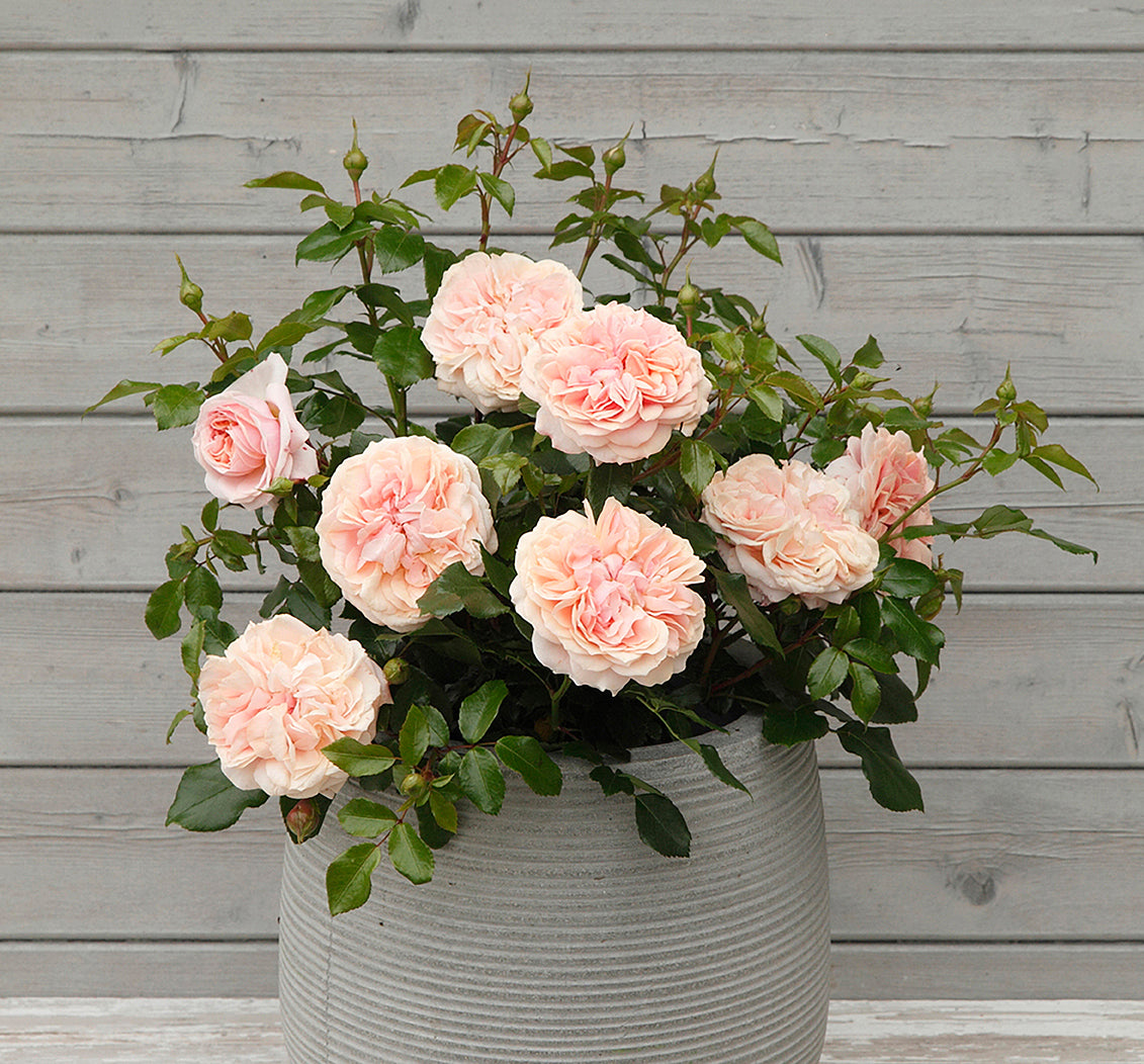 Rose - Veranda Cream