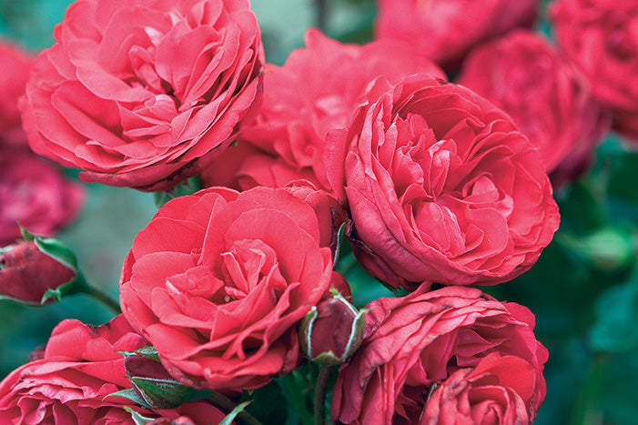 Rose - Crimson Sky