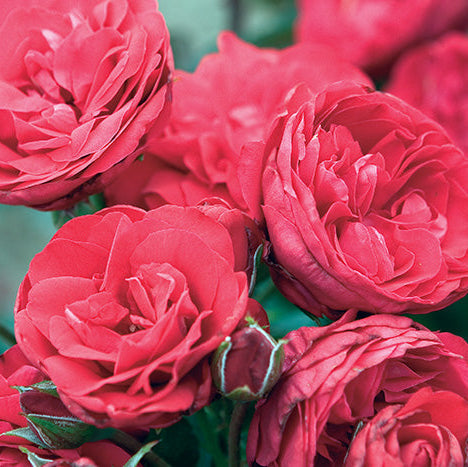 Rose - Crimson Sky