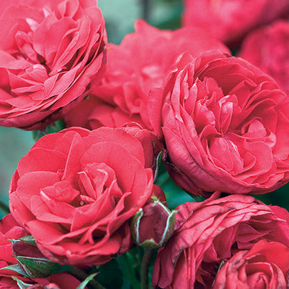 Rose - Crimson Sky