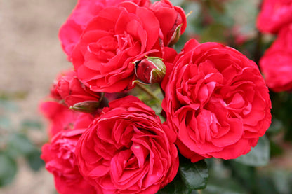 Rose - Crimson Sky