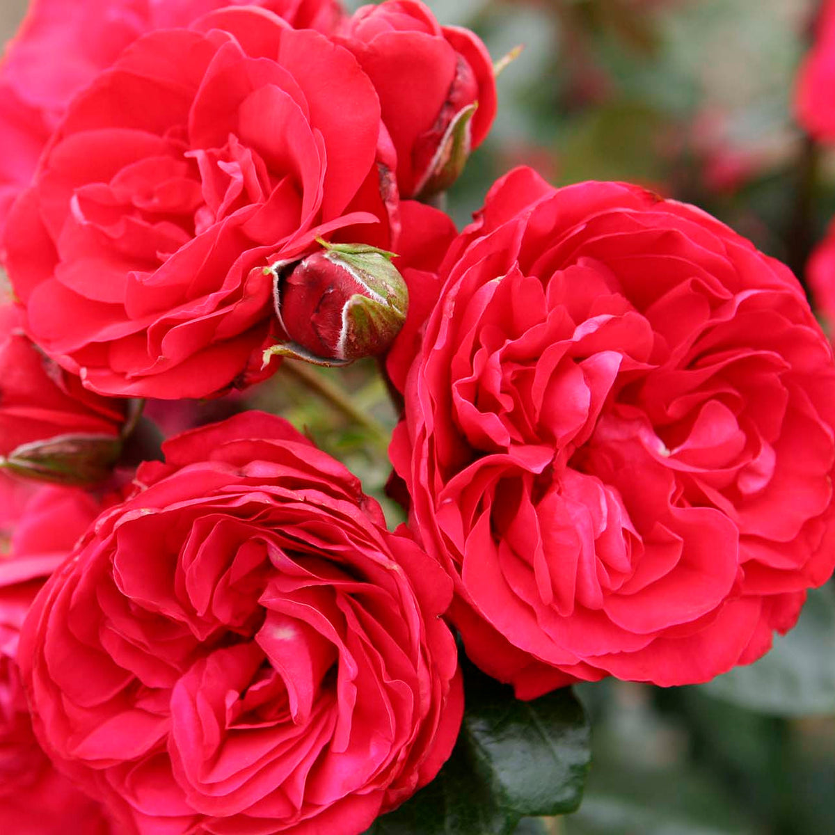 Rose - Crimson Sky